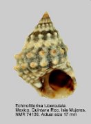 Echinolittorina tuberculata